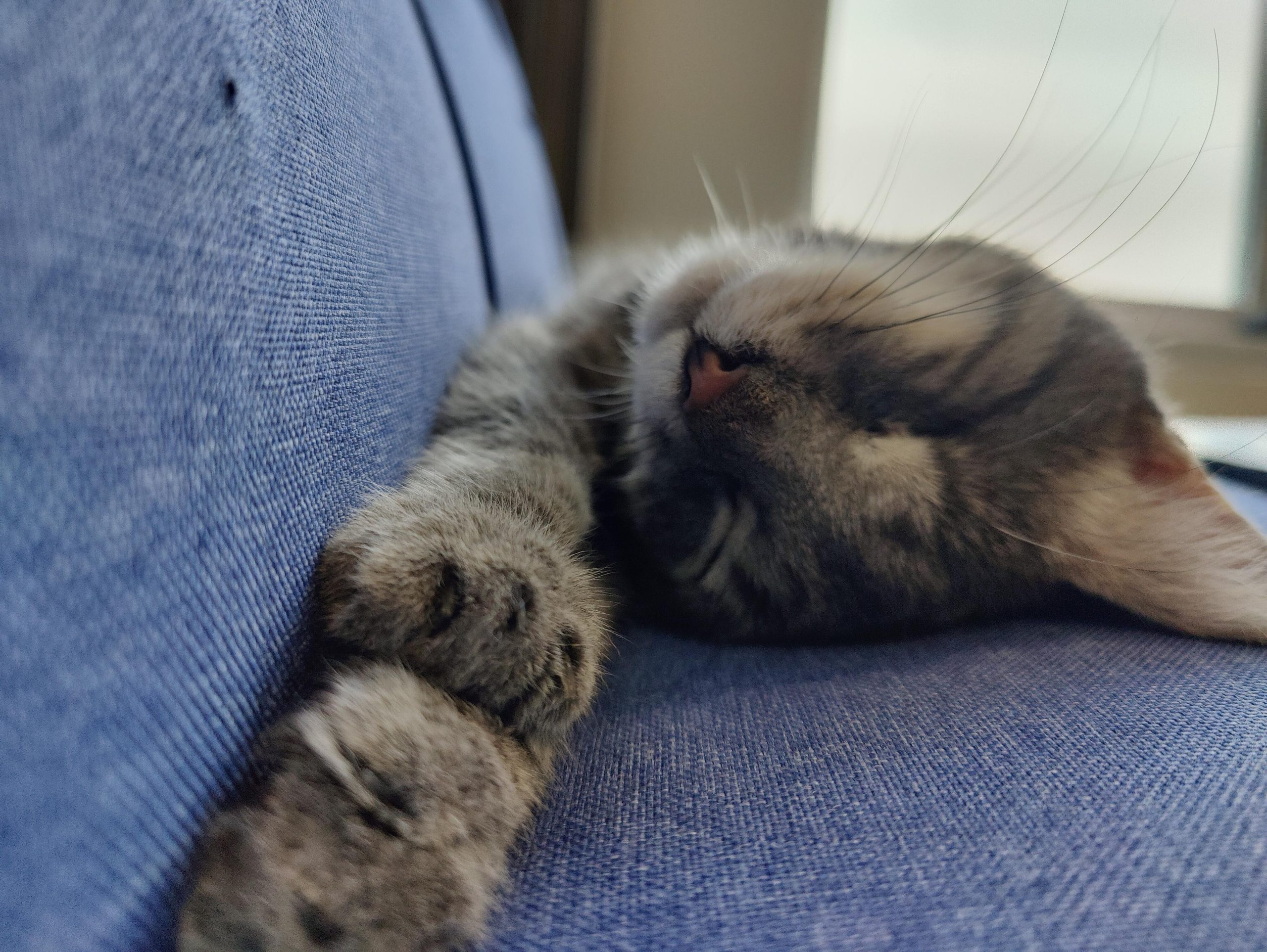 Alfred stretched out resting on the sofa. Right to happiness